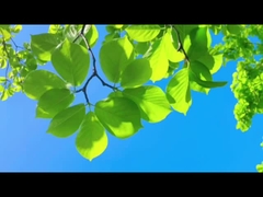 مثل پدران، فارلی با اطمینان هوا پاک برای خانواده و سیاره را نگه می دارد.